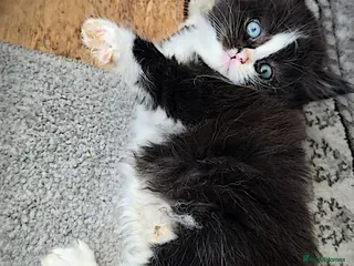 Mixed Breed cats 3 Beautiful Female Long-Haired Kittens,9 Weeks Old - Advert 1