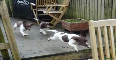 English Springer Spaniel dogs - Advert 11