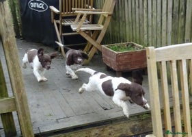 English Springer Spaniel dogs - Advert 11
