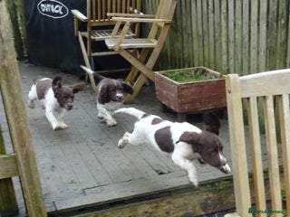 English Springer Spaniel dogs - Advert 16