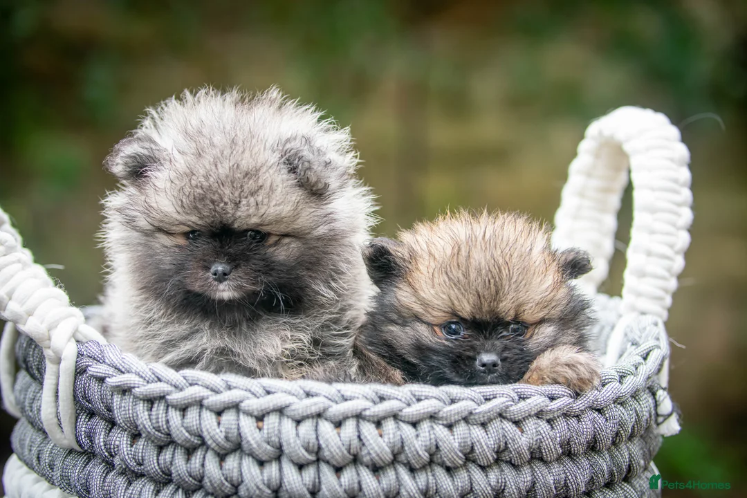 Pomeranian dogs for stud: Outstanding Tiny Stud Boy kc in Pontefract - Advert 12