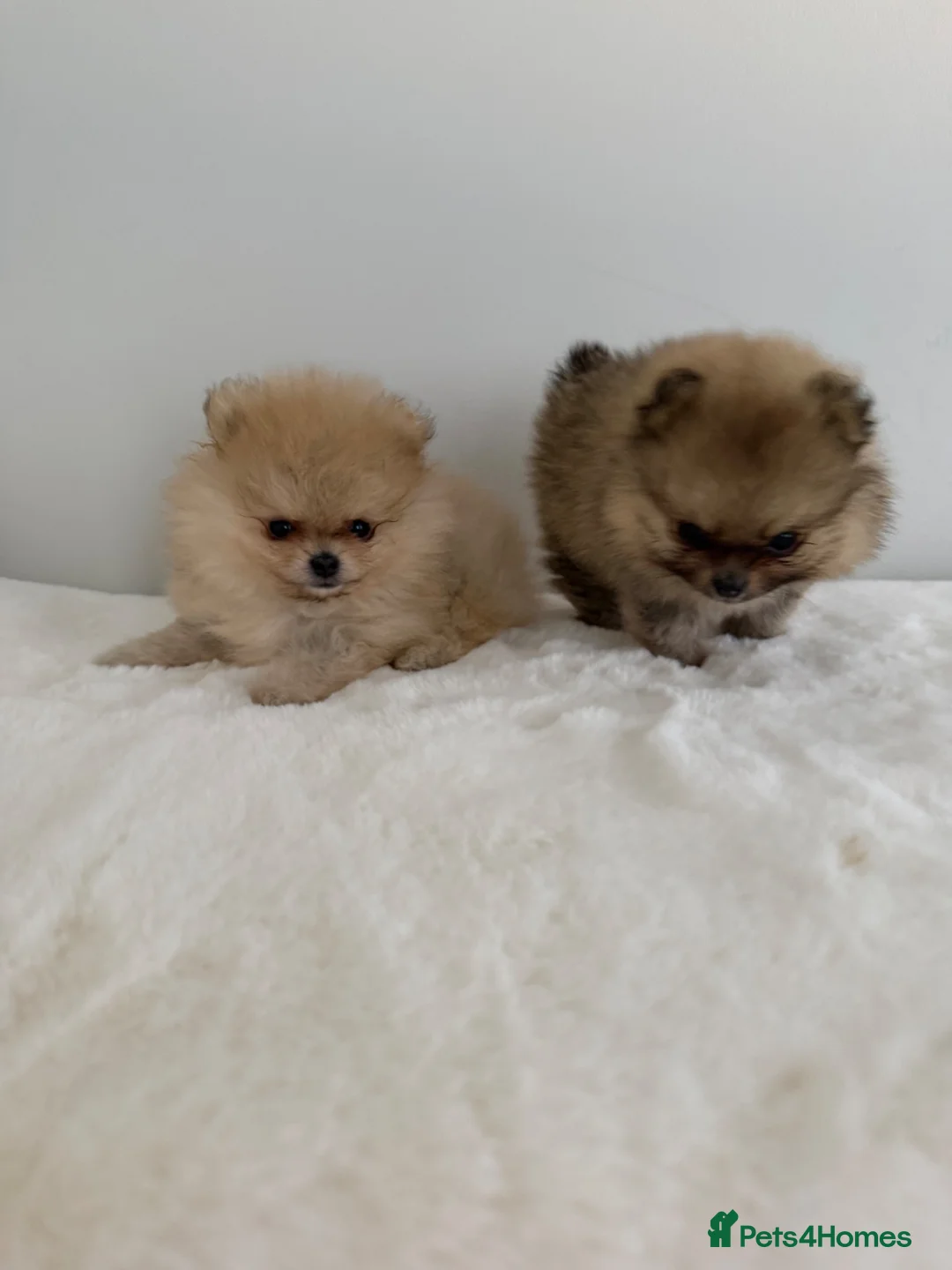 Pomeranian dogs for sale: Rare MINI TOY POMERANIAN puppies for sale! in London - Advert 2