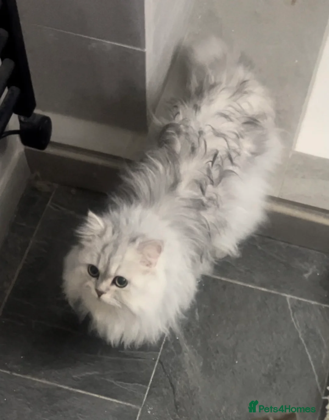 Persian cats for stud: 🌟PERSIAN White Chinchilla for STUD 🌟 - Advert 3