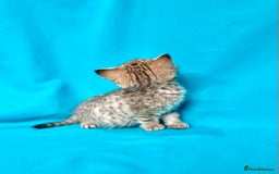 British Shorthair cats for sale: 🐾Purebred BSH kittens🐾 - Image 21