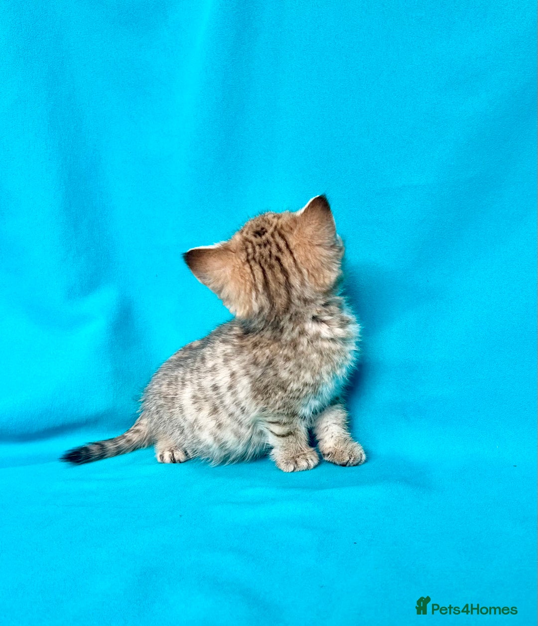 British Shorthair cats for sale: 🐾Purebred BSH kittens🐾 - Image 21