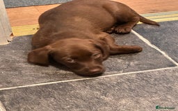 Cockerdor dogs for sale: Cockerdor Puppy  - Image 1