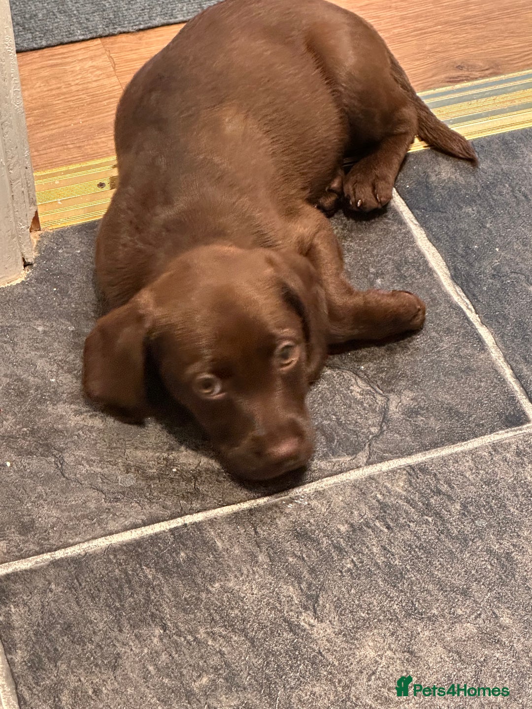 Cockerdor dogs for sale: Cockerdor Puppy  - Image 1