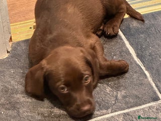 Cockerdor dogs - Advert 30