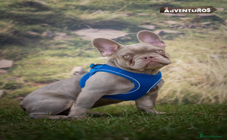 French Bulldog dogs - Advert 4