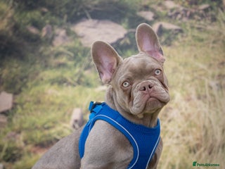 French Bulldog dogs for stud - Advert 1