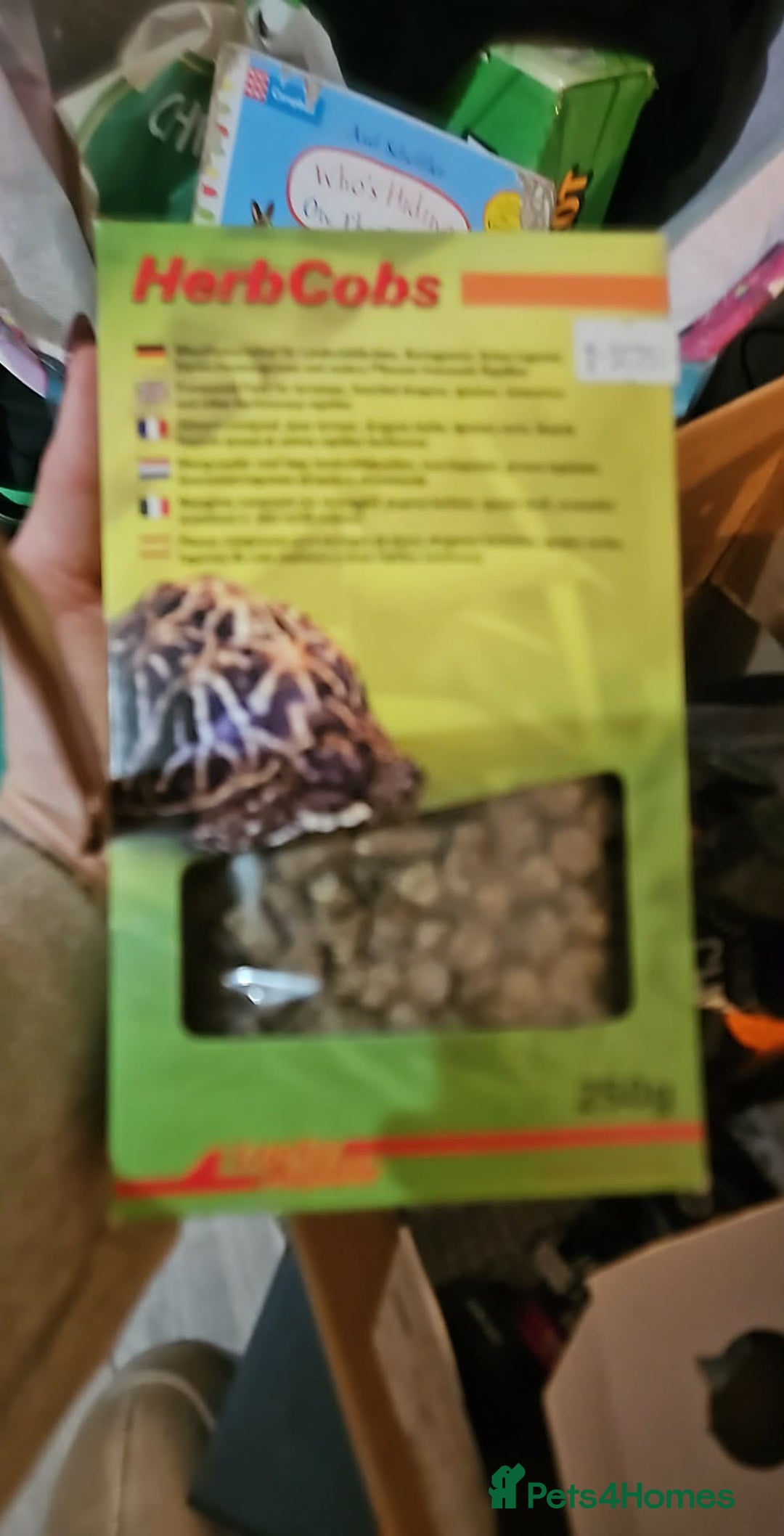 Tortoise reptiles for sale: Horsefield Tortoise and Enclosure. - Advert 7