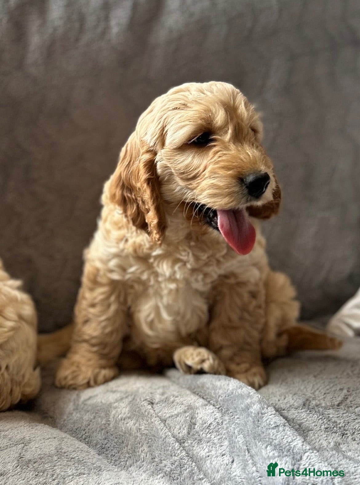 Cockapoo dogs Cockapoo Puppies - Advert 1