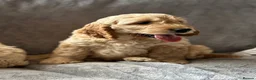 Cockapoo dogs for sale: Cockapoo Puppies - Advert 1