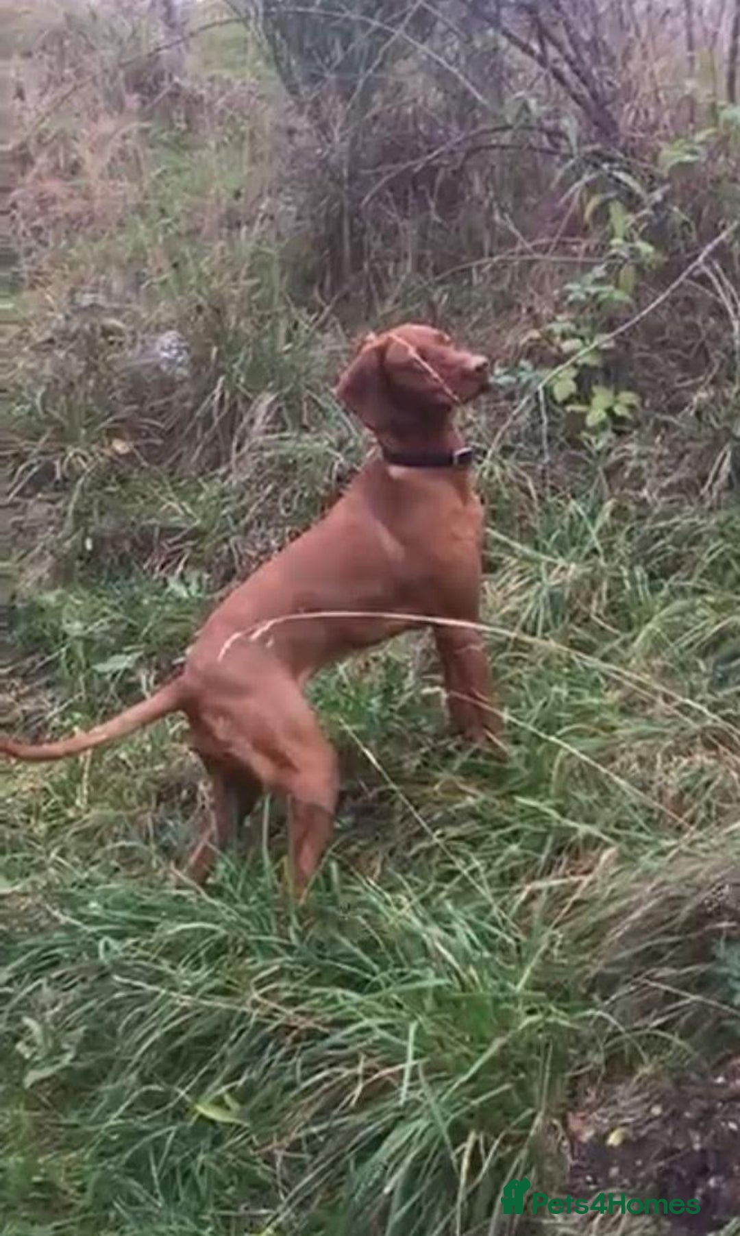 Hungarian Vizsla dogs for sale: Hungarian Vizsla puppies  - Advert 9