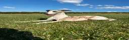 Whippet dogs for sale: Whippet Puppies  - Advert 3