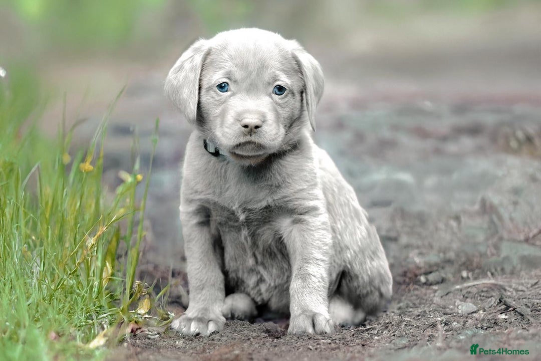 Labrador Retriever dogs for sale: Stunning litter  - Image 5