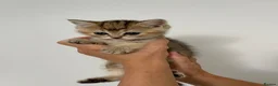 Scottish Fold cats for sale: PUREBRED SCOTTISH FOOD LONGHAIR & SHORTHAIR KITTEN - Advert 21