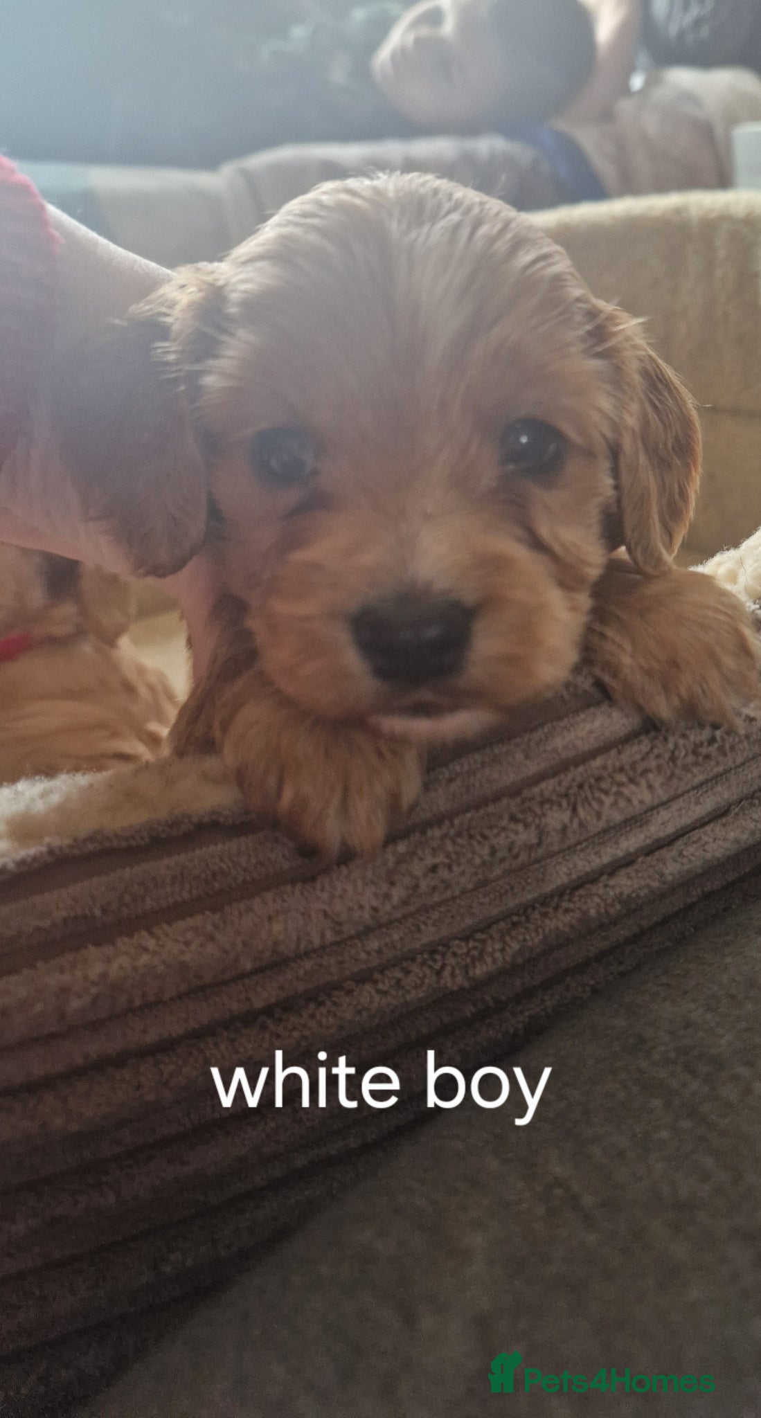 Cockapoo dogs RARE SILVER COCKERPOOS OUTSTANDING - Advert 2