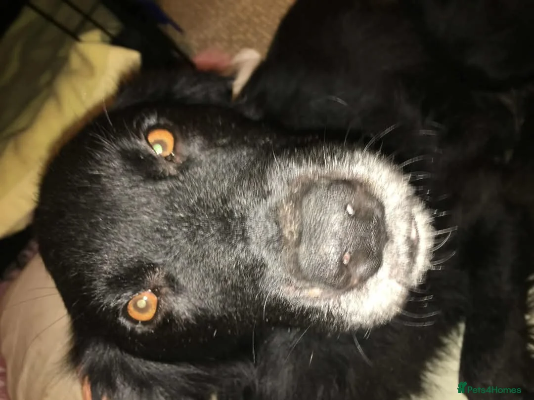 Mixed Breed dogs for adoption: Meet Hera, currently residing in Middlesex  in West Drayton - Advert 13