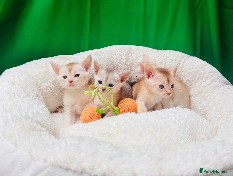 Abyssinian cats 🌟 CHAMPION LINES SILVER BLACK & SILVER CINNAMON  - Advert 2