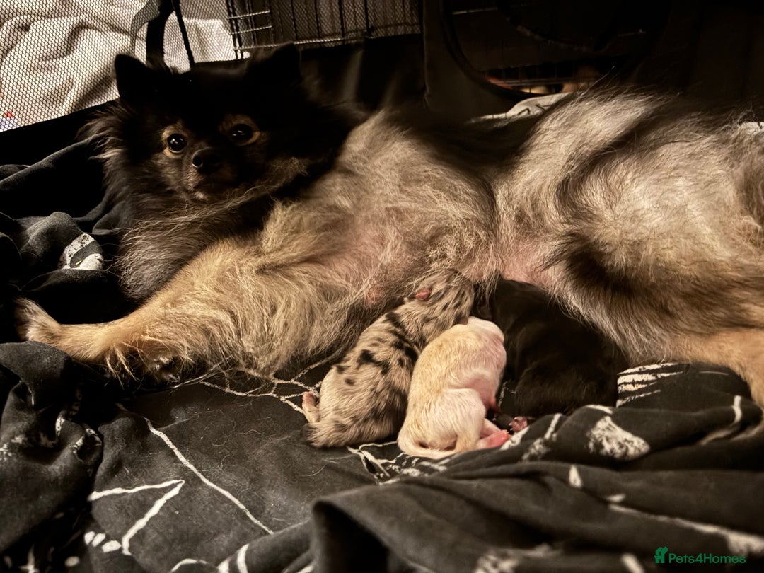 Pomeranian dogs for sale: 1 male 1 female  - Advert 7