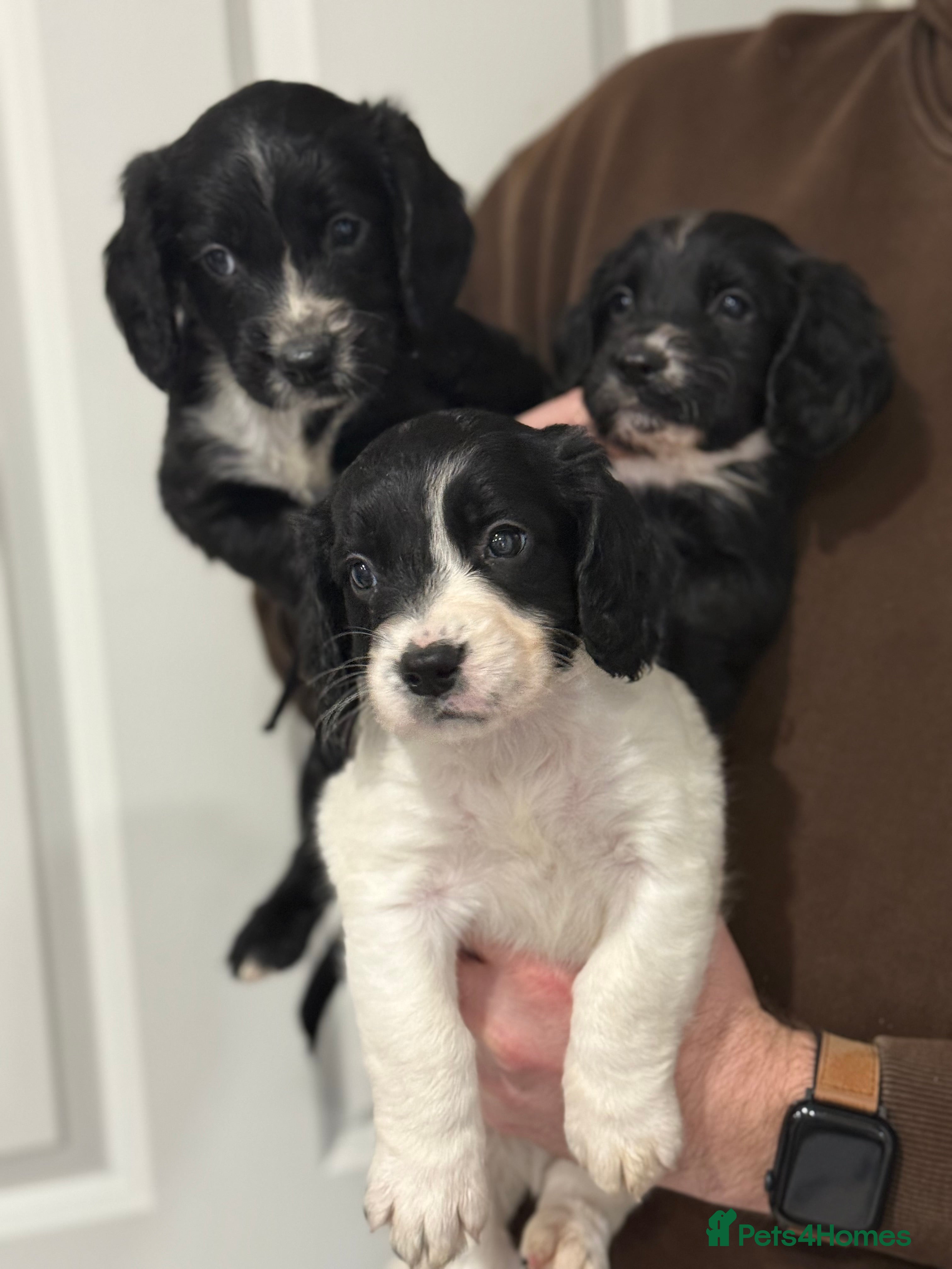 Sprocker dogs Ready to go in two weeks!! 4 sprocker pups left 🐶 in Beverley - Advert 2