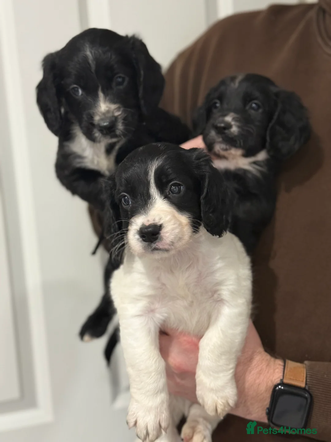 Sprocker dogs for sale: Ready to go in two weeks!! 4 sprocker pups left 🐶 in Beverley - Advert 1
