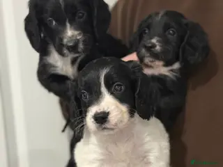 Sprocker dogs Ready to go in two weeks!! 4 sprocker pups left 🐶 in Beverley - Advert 2