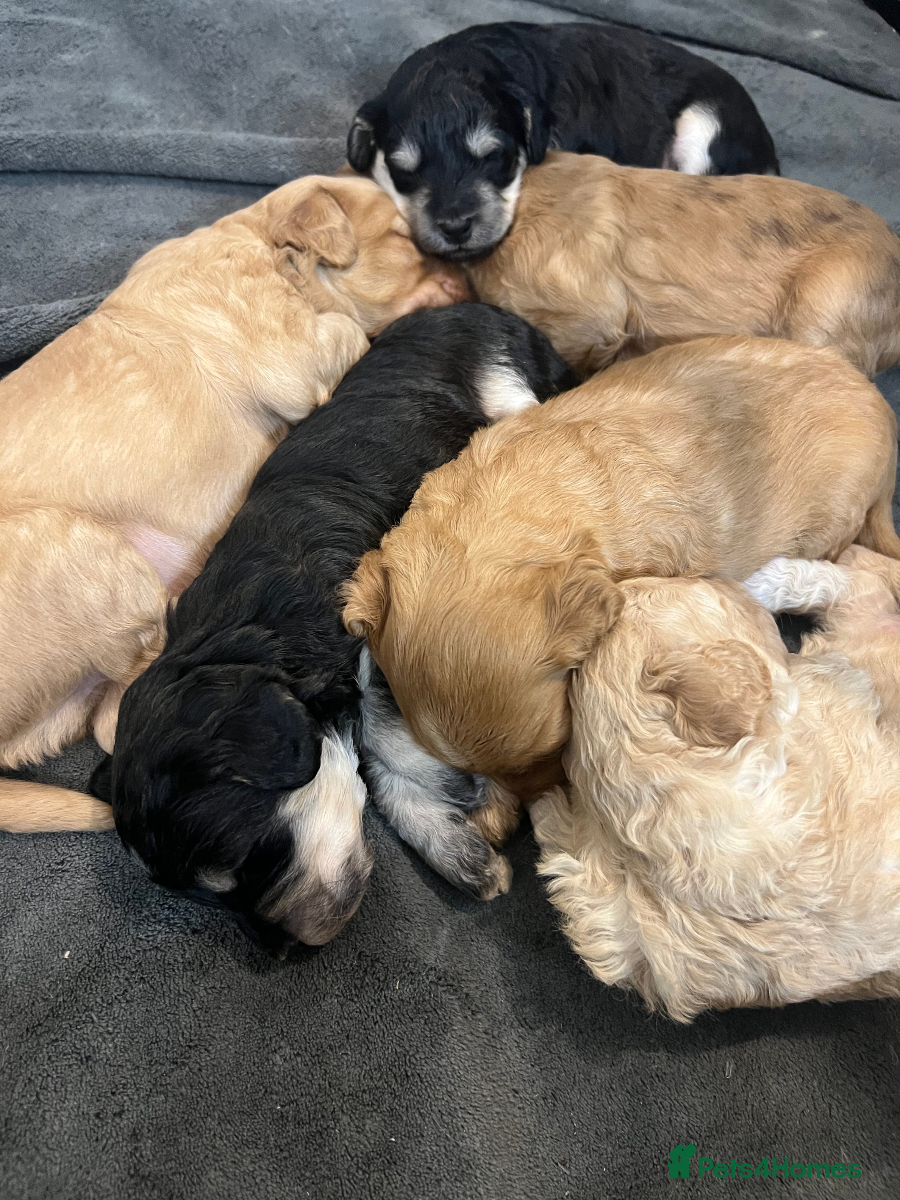 Cockapoo dogs Stunning F1B Miniature Cockapoos - Advert 12