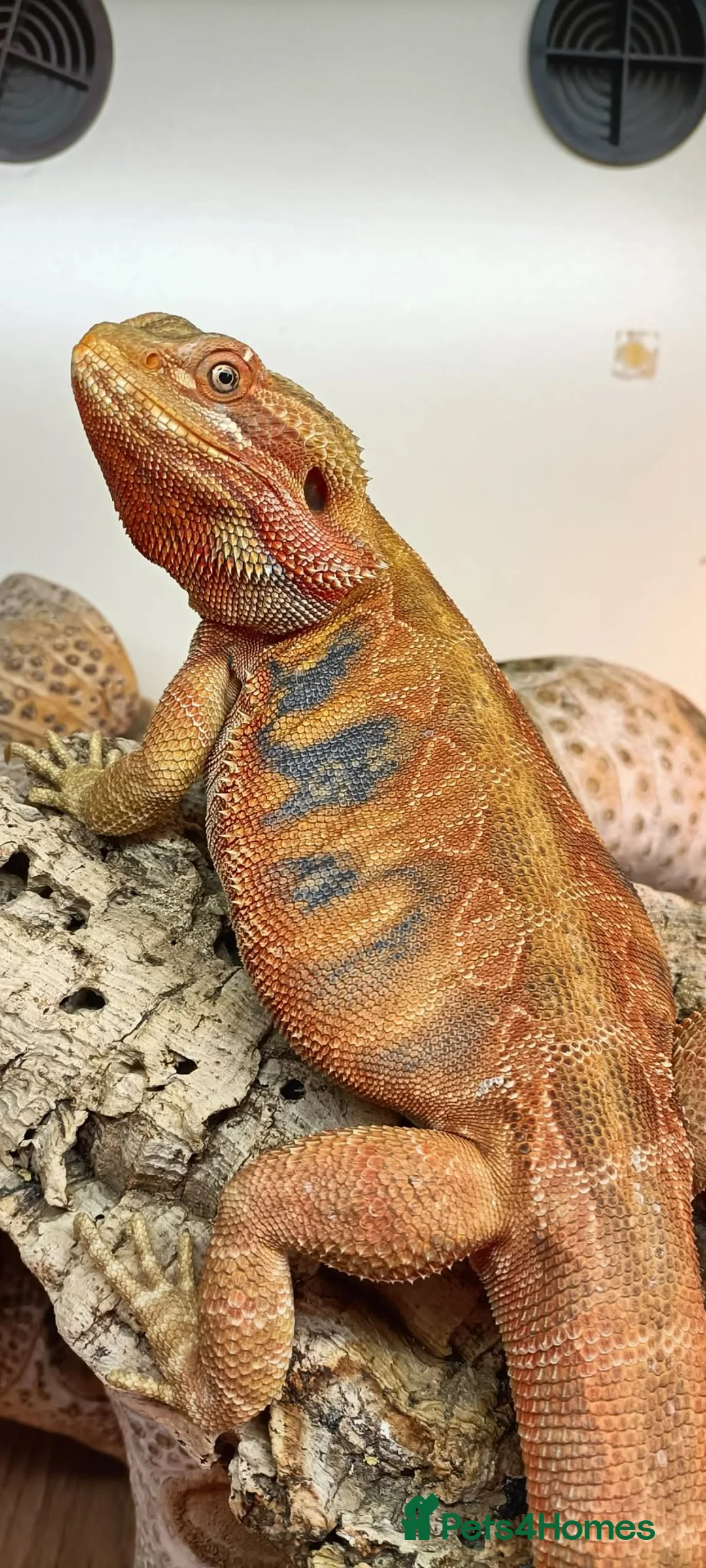 Bearded Dragon reptiles for sale: Female Hypo Poss Het Trans Bluebar leatherback  in Plymouth - Advert 2