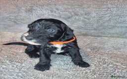 Irish Doodle dogs for sale: Toy Irish Doodle Puppies For Sale  - Image 20