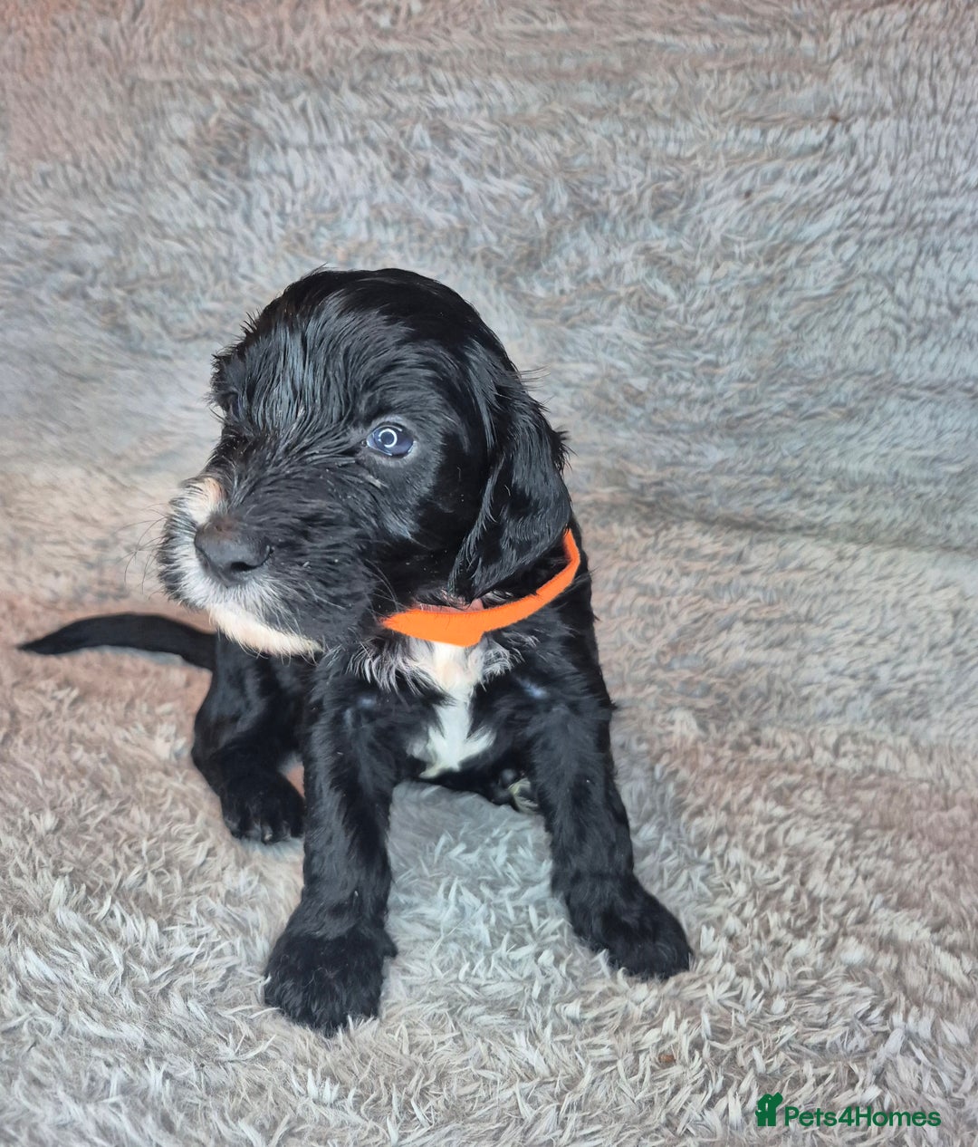 Irish Doodle dogs for sale: Toy Irish Doodle Puppies For Sale  - Image 20