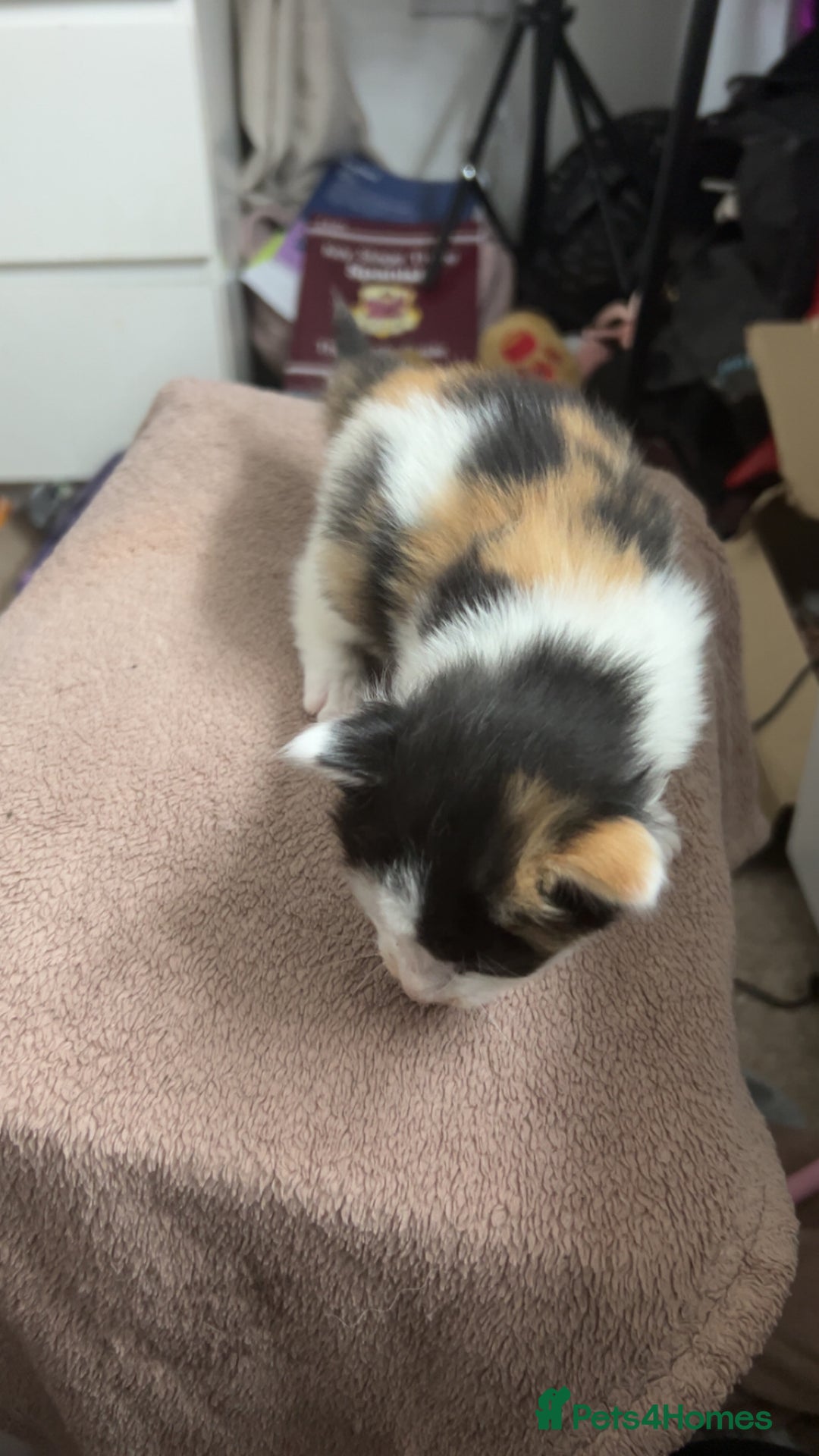 Mixed Breed cats for sale: Stunning mixed litter of kittens - Image 11