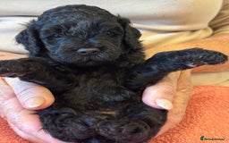Cavapoo dogs for sale: Cavapoo Puppies  - Image 7