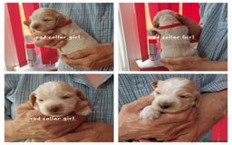Cocker Spaniel dogs for sale: Kc Reg show type cocker spaniel puppies  - Image 6