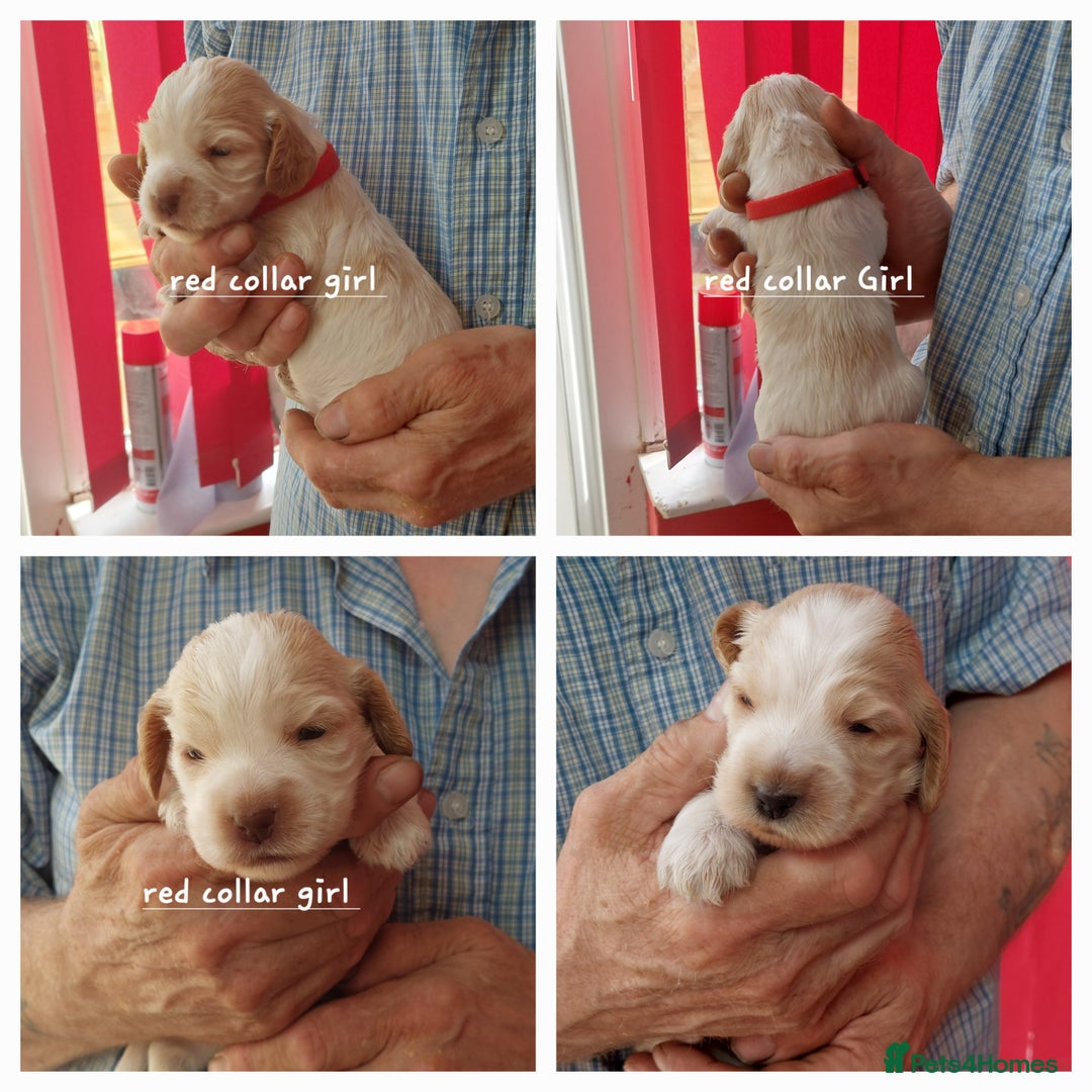 Cocker Spaniel dogs for sale: Kc Reg show type cocker spaniel puppies  - Image 6