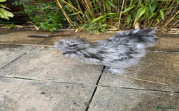 Chickens poultry for sale: 5 PURE BEARDED SILKIE COCKERELS  - Image 5