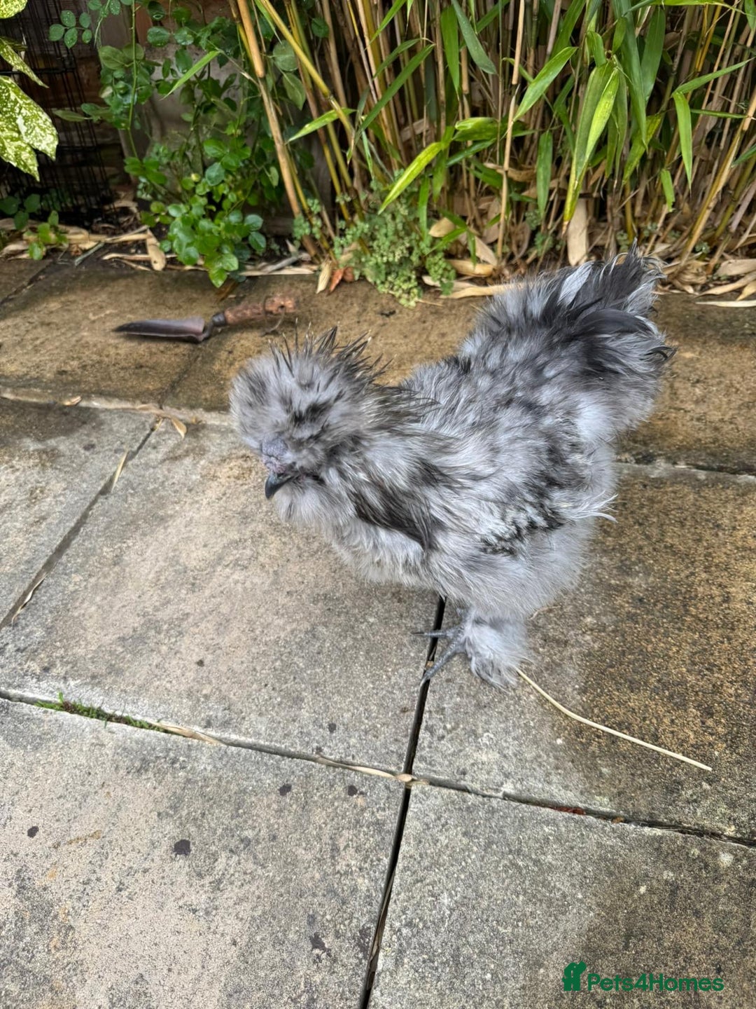 Chickens poultry for sale: 5 PURE BEARDED SILKIE COCKERELS  - Image 5