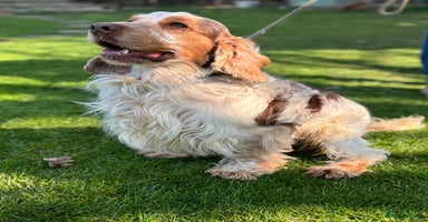 Cocker Spaniel dogs - Advert 6