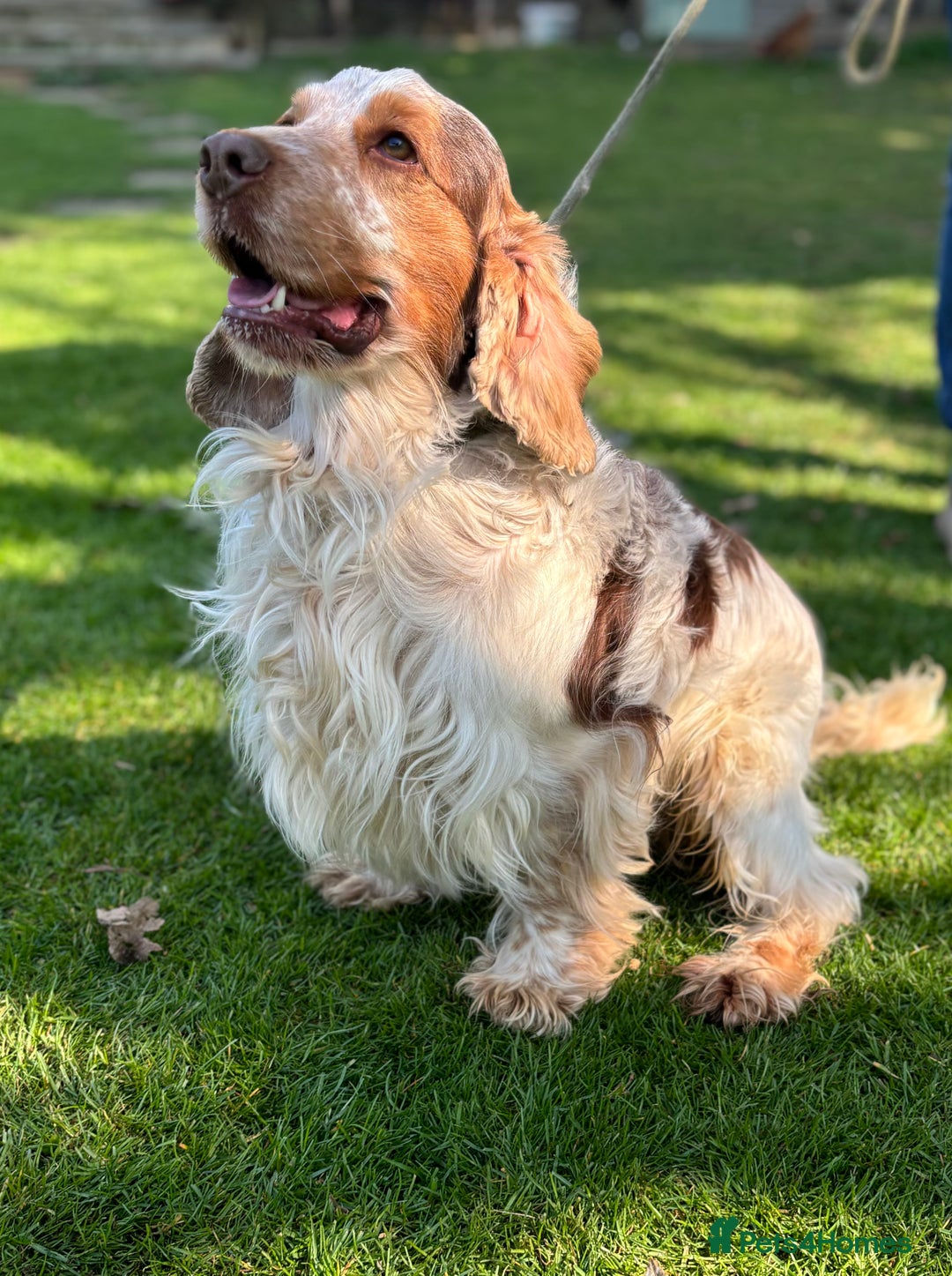 Cocker Spaniel dogs for sale: STUD FOR SALE - Image 3