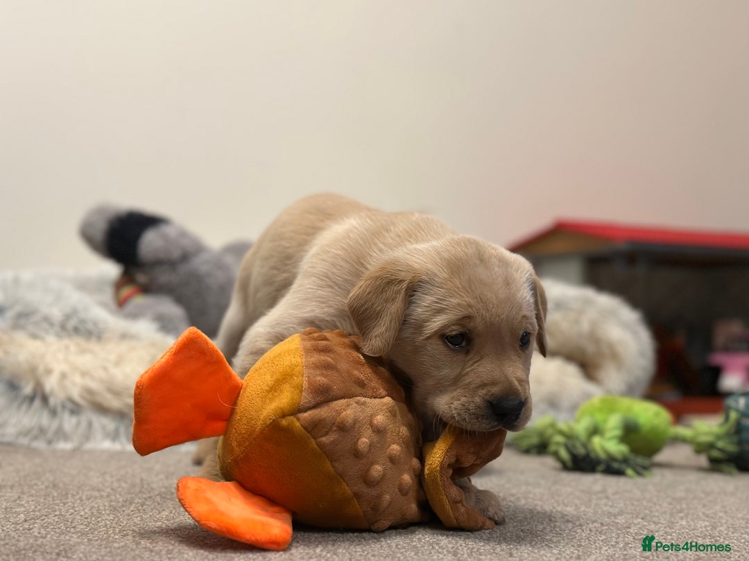 Golden Retriever dogs for sale: Friendly happy healthy, stunning puppies  - Advert 12