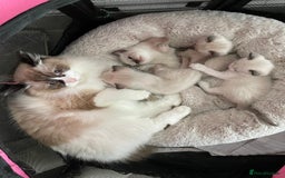 Ragdoll cats for sale: 💙Beautiful Ragdoll Kittens – Ready Now – £700 - Image 8