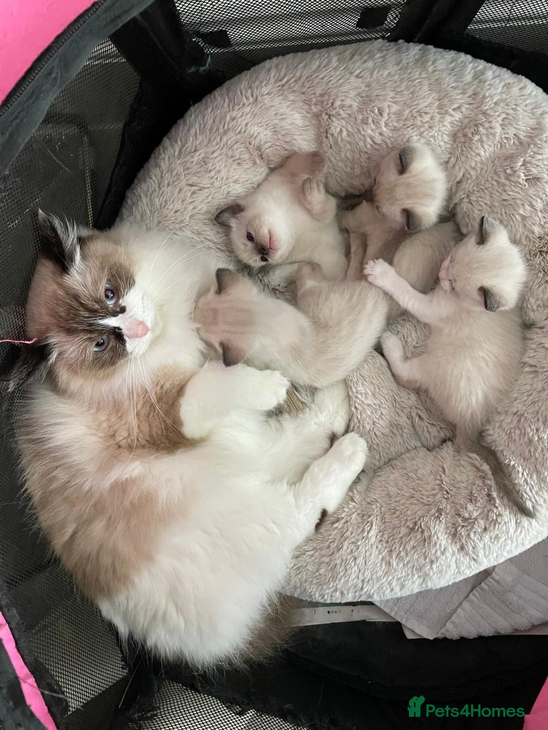 Ragdoll cats for sale: 💙Beautiful Ragdoll Kittens – Ready Now – £700 - Image 8