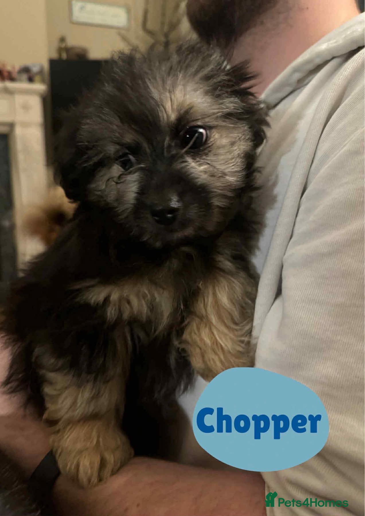 Mixed Breed dogs Chopper - Hingham Norfolk  - Advert 2