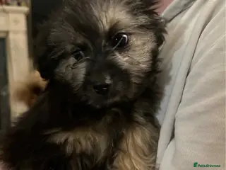 Mixed Breed dogs Chopper - Hingham Norfolk - Advert 2