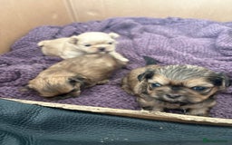 Shih Tzu dogs for sale: Imperial Shihtzu  - Image 5