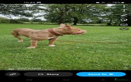 Bull Terrier dogs for sale: Pocket Bully - Image 3