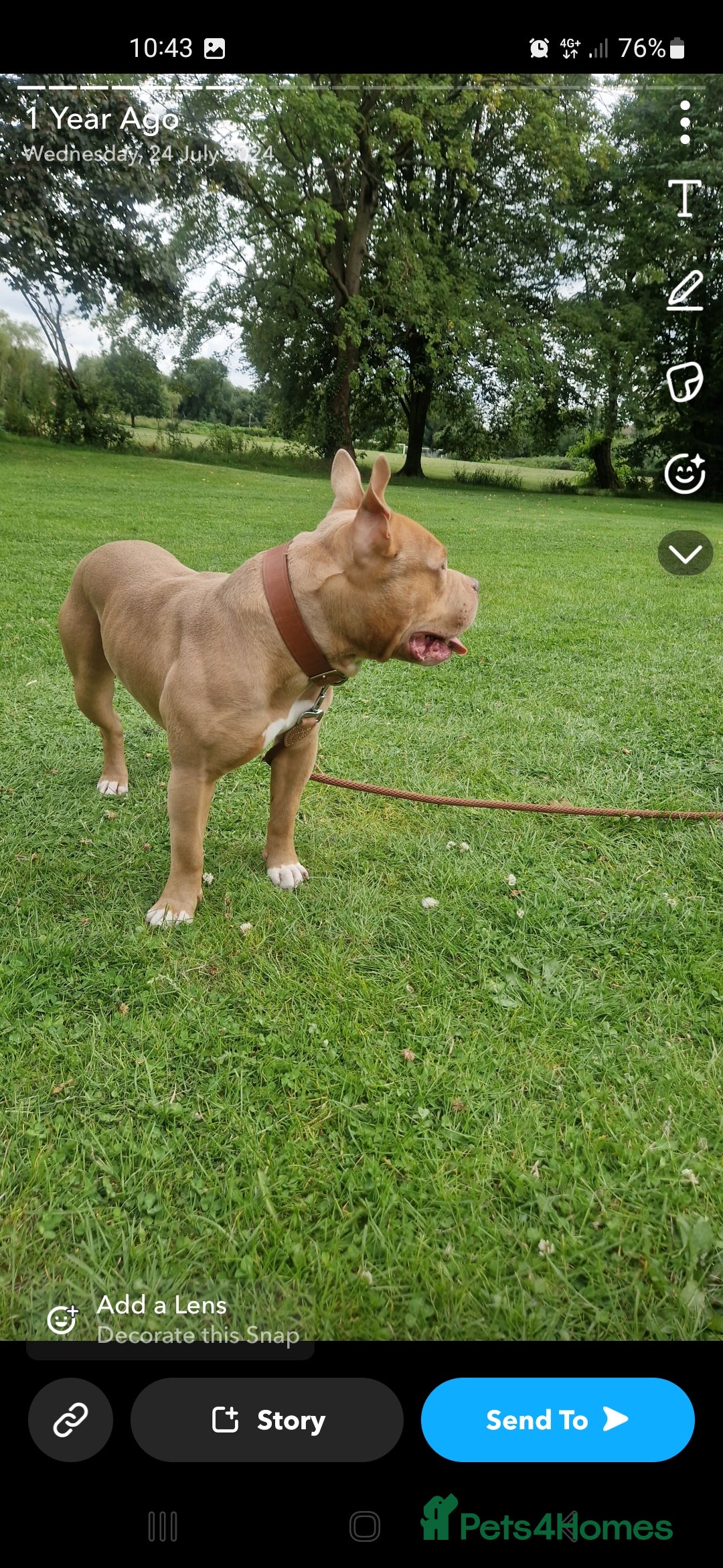 Bull Terrier dogs for sale: Pocket Bully - Image 3