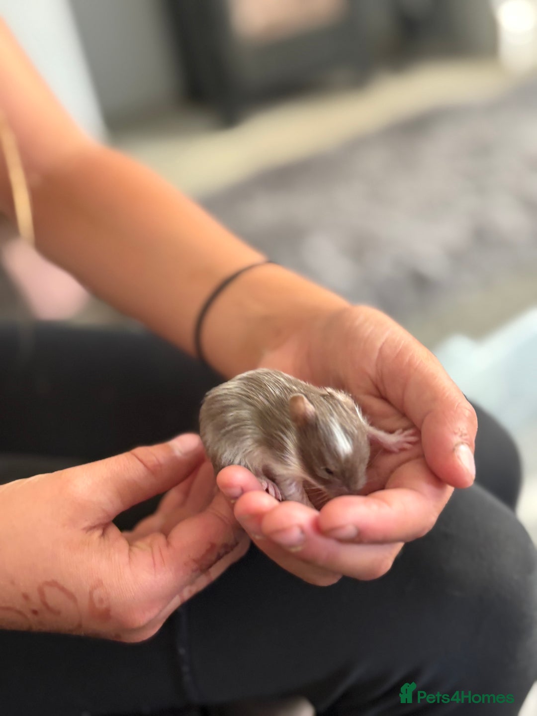 Hamster rodents for sale: Friendly Syrian hamster babies  - Image 2