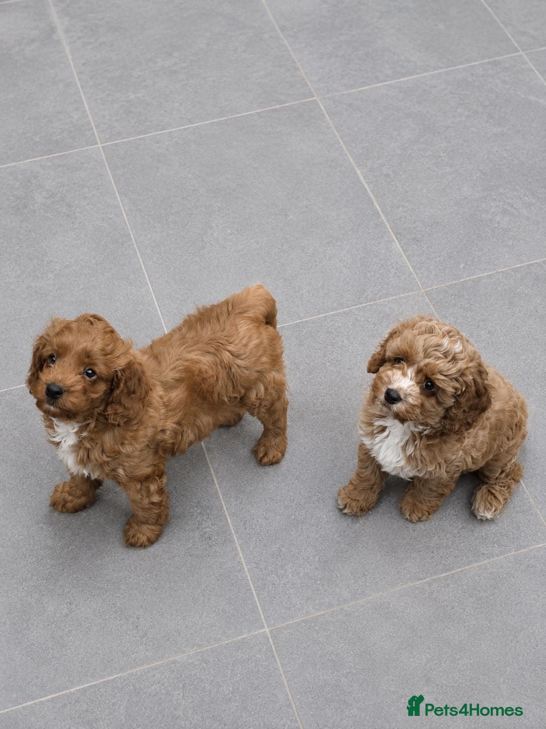 Cavapoo dogs Cavapoo babies ready to go  - Advert 2